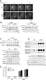 CD3 Antibody in Functional Assay (FN)