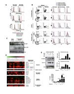 CD1c Antibody in Flow Cytometry (Flow)