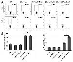 IL-17A Antibody in Flow Cytometry (Flow)