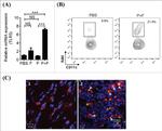 CD11c Antibody in Flow Cytometry (Flow)