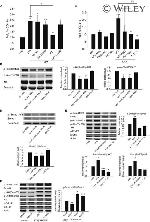 CD41a Antibody in Flow Cytometry (Flow)