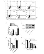 CD25 Antibody in Flow Cytometry (Flow)