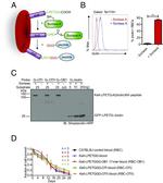 TER-119 Antibody in Flow Cytometry (Flow)