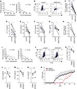 CD4 Antibody in Flow Cytometry (Flow)