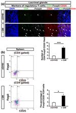 CD4 Antibody in Immunohistochemistry (IHC)