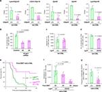 Ly-6G/Ly-6C Antibody in Flow Cytometry (Flow)