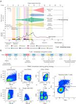 CD4 Antibody in Flow Cytometry (Flow)