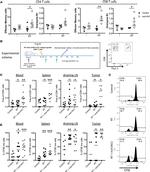 CD62L (L-Selectin) Antibody in Flow Cytometry (Flow)