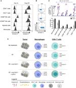 T-bet Antibody in Flow Cytometry (Flow)