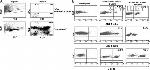 CD4 Antibody in Flow Cytometry (Flow)