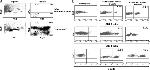 CD4 Antibody in Flow Cytometry (Flow)