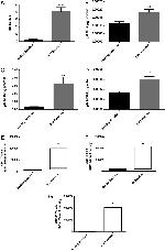 CD8a Antibody in Flow Cytometry (Flow)