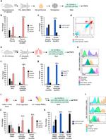 CD4 Antibody in Flow Cytometry (Flow)