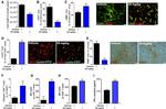 CD8a Antibody in Flow Cytometry (Flow)