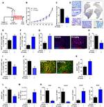 MHC Class II (I-A/I-E) Antibody in Flow Cytometry (Flow)