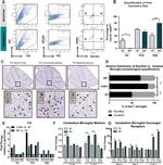 CD11b/c Antibody in Flow Cytometry (Flow)