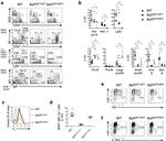 NK1.1 Antibody in Flow Cytometry (Flow)