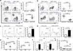 CD366 (TIM3) Antibody in Flow Cytometry (Flow)