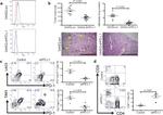 CD279 (PD-1) Antibody in Flow Cytometry (Flow)