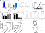 CD8b Antibody in Flow Cytometry (Flow)