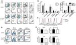 CD103 (Integrin alpha E) Antibody in Flow Cytometry (Flow)