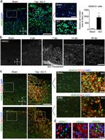 CD11b Antibody in Immunohistochemistry (IHC)