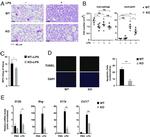 Ly-6G/Ly-6C Antibody in Flow Cytometry (Flow)