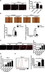 CD11b (activation epitope) Antibody in Flow Cytometry (Flow)