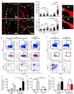 CD11c Antibody in Flow Cytometry (Flow)