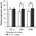 CD80 (B7-1) Antibody in Flow Cytometry (Flow)