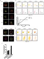 CD11c Antibody in Flow Cytometry (Flow)