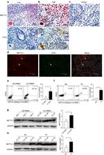 CD11b Antibody in Flow Cytometry (Flow)