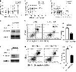 CD11b Antibody in Flow Cytometry (Flow)