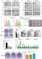 CD13 Antibody in Flow Cytometry (Flow)