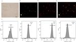 CD14 Antibody in Flow Cytometry (Flow)