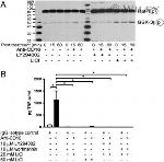 CD16 Antibody in Western Blot (WB)