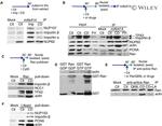 GST Tag Antibody in Western Blot (WB)