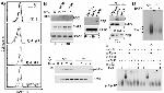 CD268 (BAFF Receptor) Antibody in Flow Cytometry (Flow)