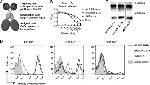 CD19 Antibody in Flow Cytometry (Flow)