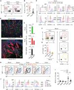 CD19 Antibody in Flow Cytometry (Flow)