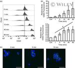 CD24 Antibody in Flow Cytometry (Flow)