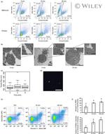 CD24 Antibody in Flow Cytometry (Flow)