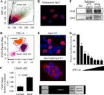 CD24 Antibody in Flow Cytometry (Flow)