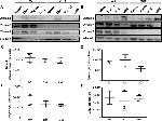 CD43 Antibody in Flow Cytometry (Flow)