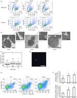 CD24 Antibody in Flow Cytometry (Flow)