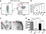 CD24 Antibody in Flow Cytometry (Flow)