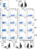 CD25 Antibody in Flow Cytometry (Flow)