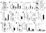 FOXP3 Antibody in Flow Cytometry (Flow)