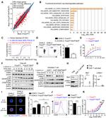 CD25 Antibody in Flow Cytometry (Flow)