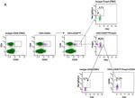 CD39 Antibody in Flow Cytometry (Flow)